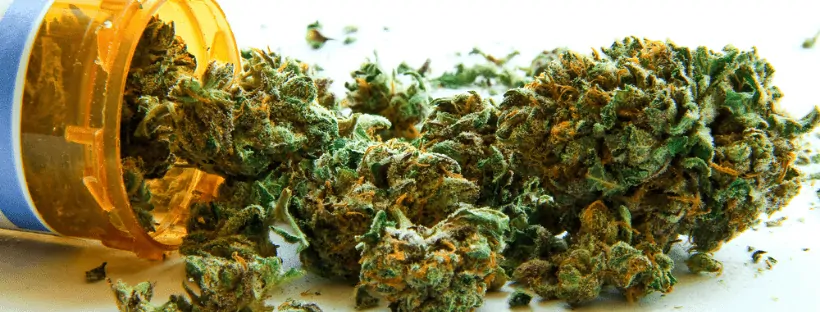 Differences Between Indica And Sativa Strains 