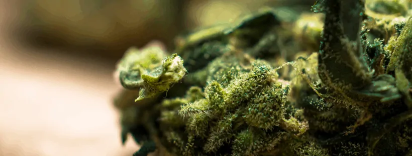 What Is A Cannabis Strain