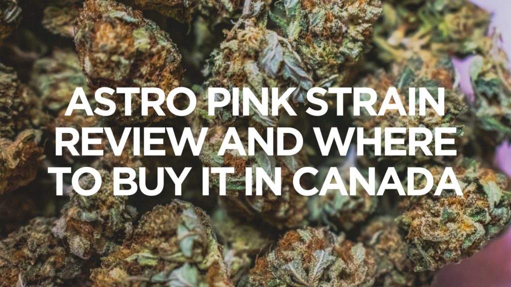 Astro-Pink-Strain-Review-And-Where-To-Buy-It-In-Canada