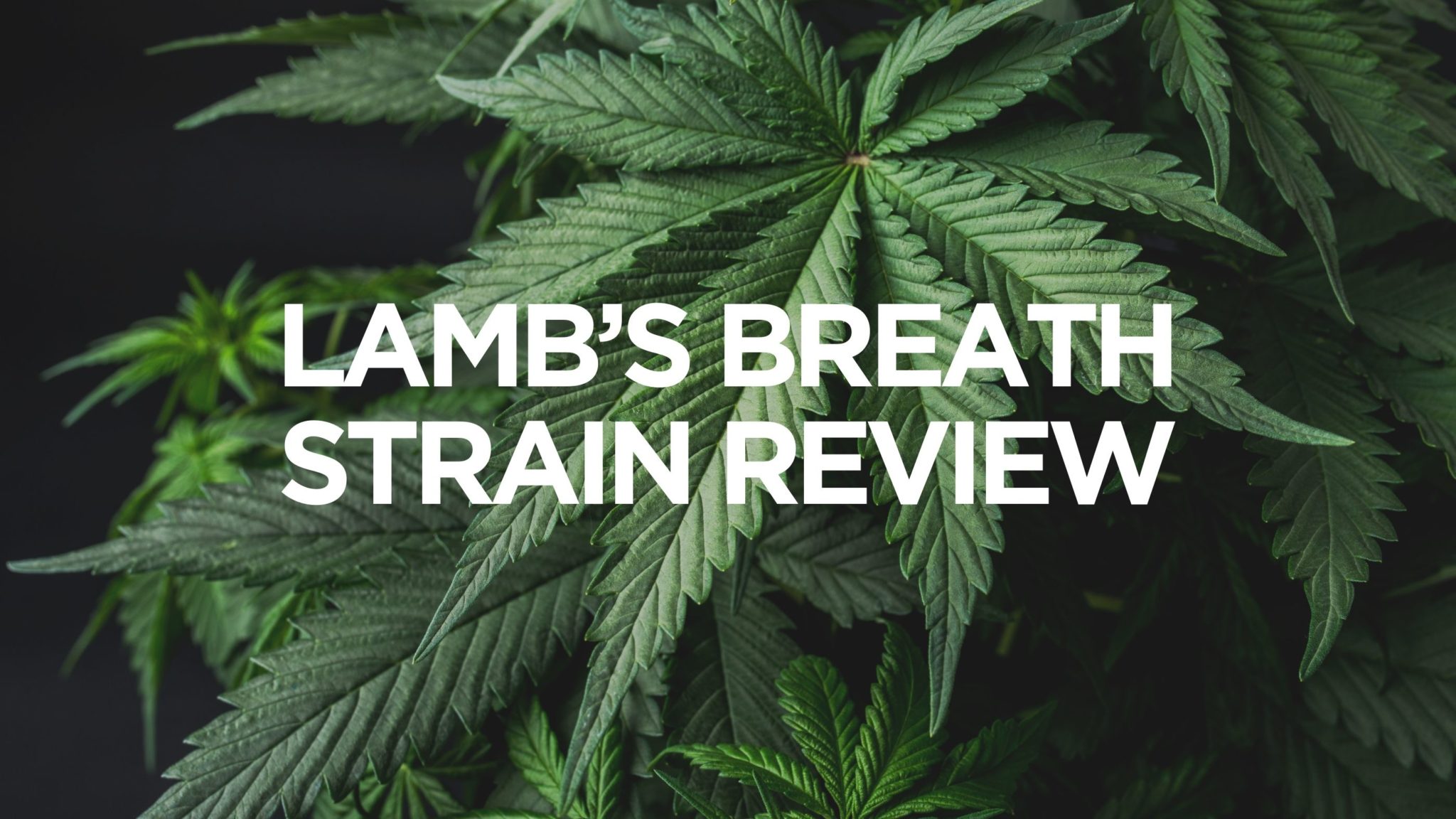Lamb's Breath Strain Review The Herb Centre