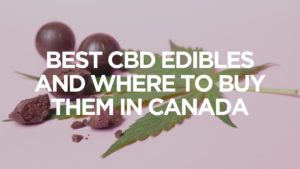 Best-Cbd-Edibles-And-Where-To-Buy-Them-In-Canada