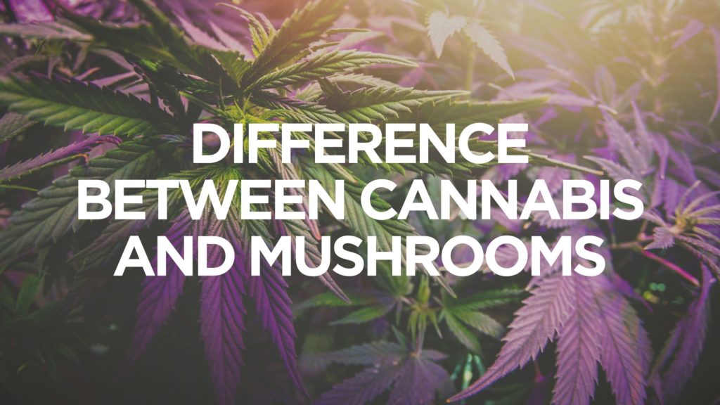 Difference-Between-Cannabis-And-Mushrooms