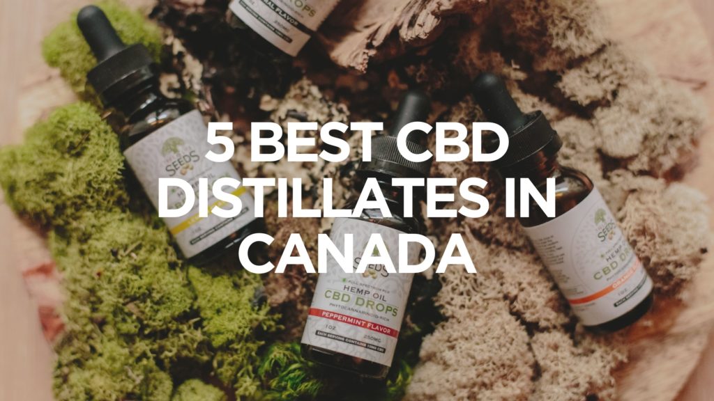 5-Best-Cbd-Distillates-In-Canada