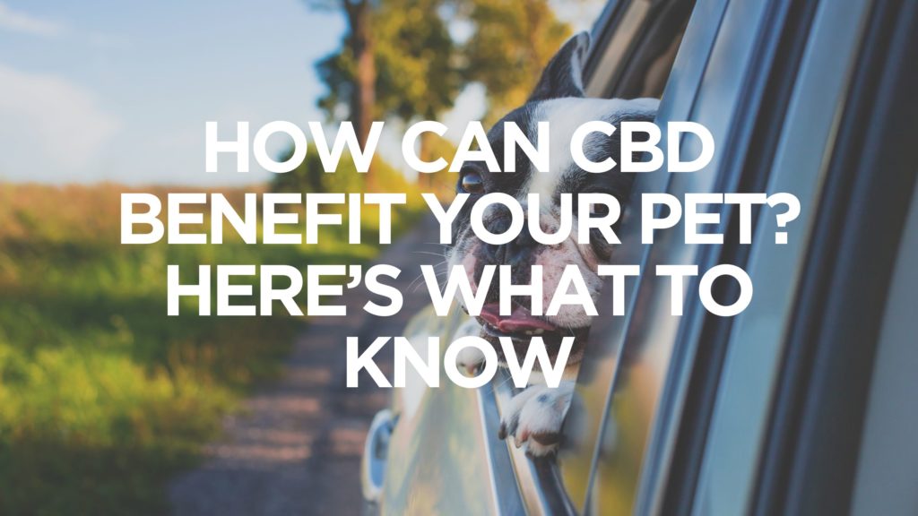 How-Can-Cbd-Benefit-Your-Pet-Heres-What-To-Know