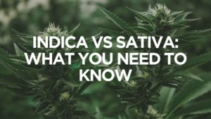 Indica vs Sativa What You Need to Know