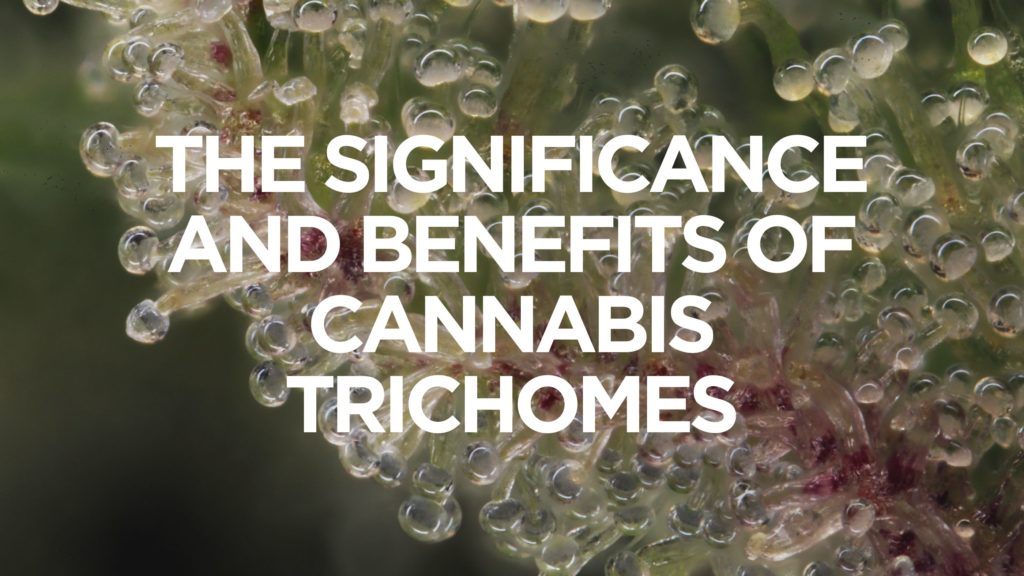 The-Significance-And-Benefits-Of-Cannabis-Trichomes