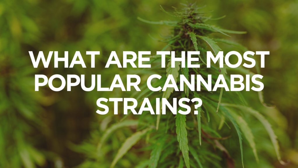 What Are The Most Popular Cannabis Strains