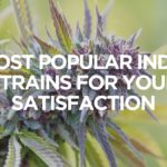 6 Most Popular Indica Strains for Your Satisfaction