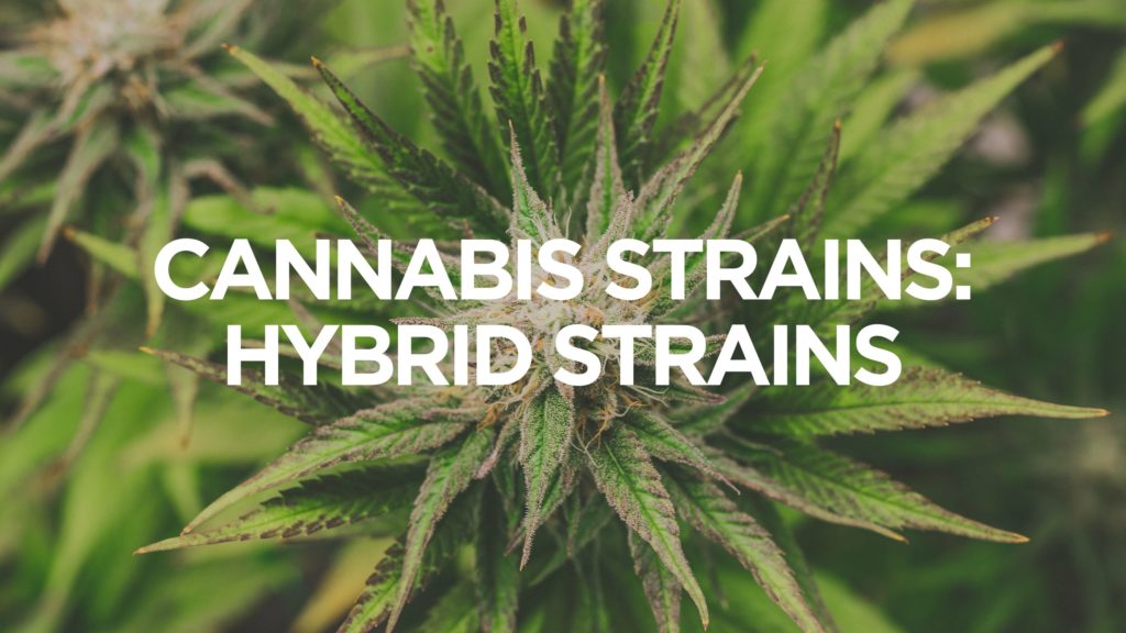 Cannabis Strains Hybrid Strains