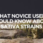 What Novice Users Should Know About Sativa Strains