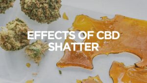 Effects Of Cbd Shatter