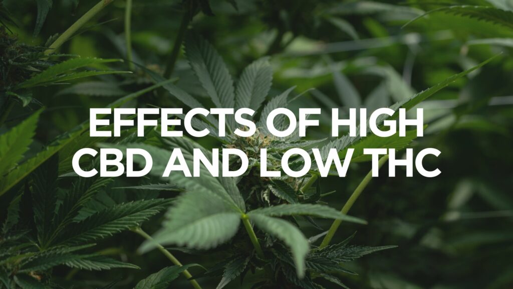 Effects Of High Cbd And Low Thc