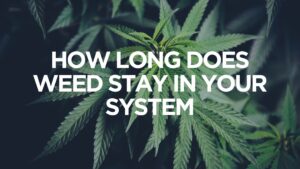 How Long Does Weed Stay In Your System