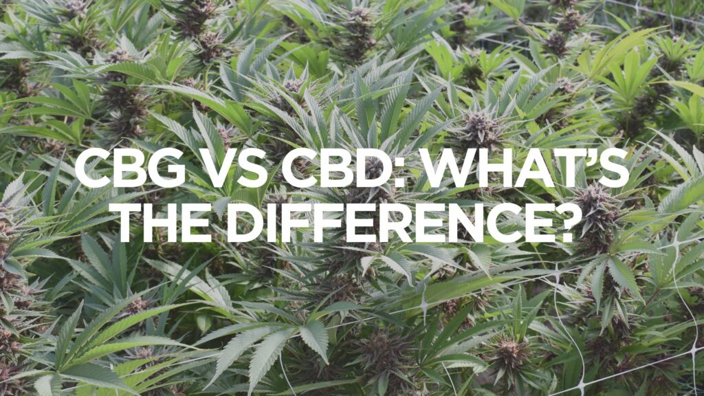 Cbg Vs Cbd Whats The Difference