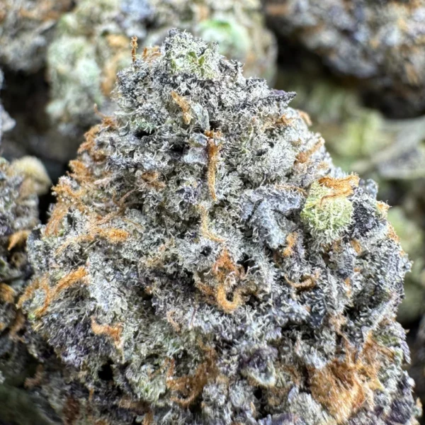 Bahama Mama Macro Bahama Mama Macro