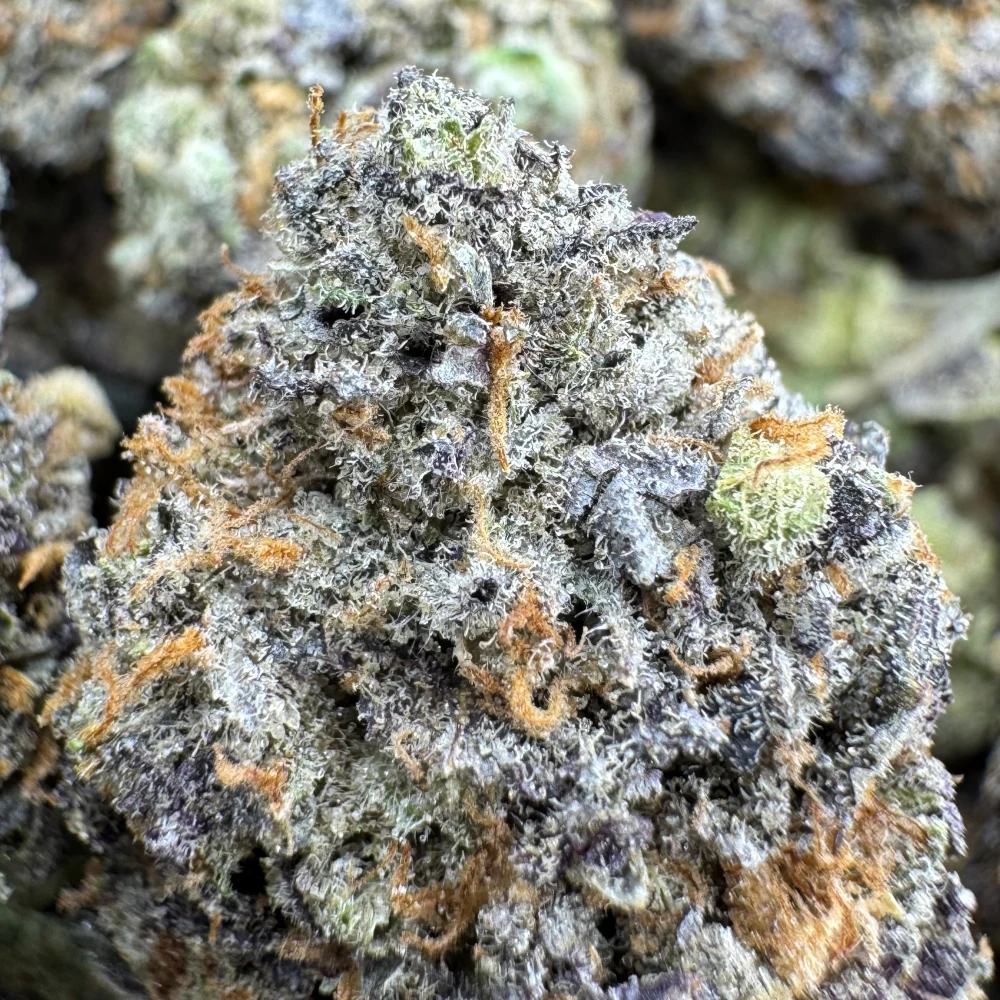 Bahama Mama Macro Bahama Mama Macro