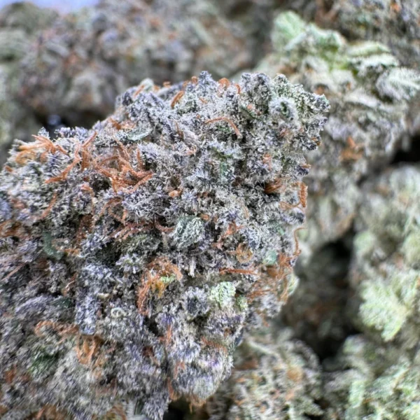 Purple Afghan Macro