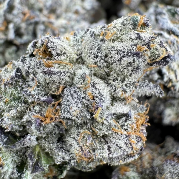 Grand Daddy Purple Macro