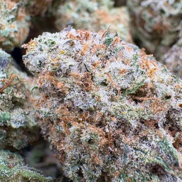 MAC Donuts Macro