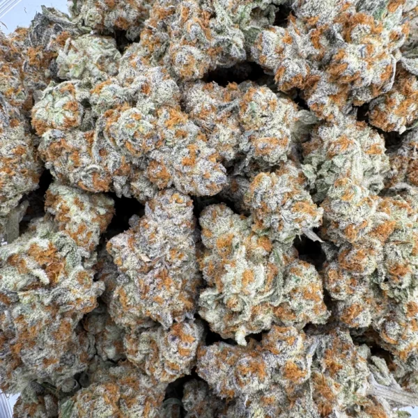 Red Congolese Bulk