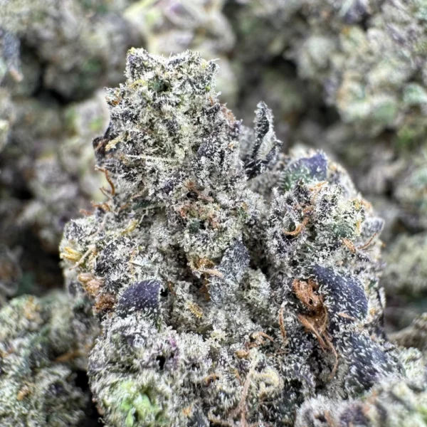 Sherb Quake Macro