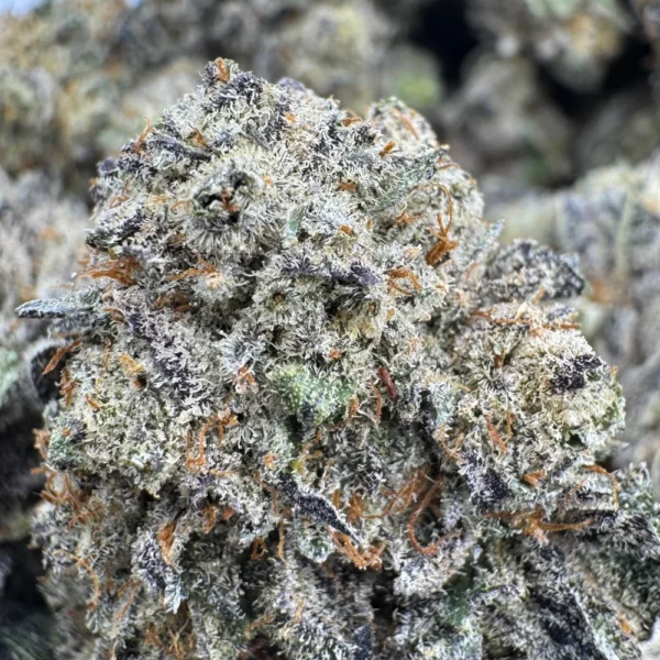 Citrus City Macro