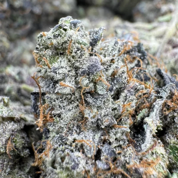 Gas Daddy Macro