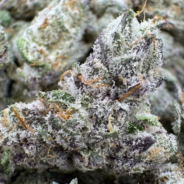 Blue Lobster Popcorn Macro