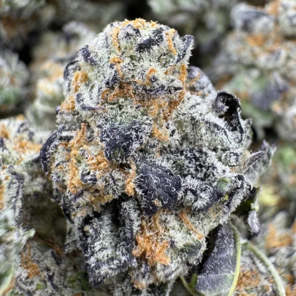 Candy Latte F2 Popcorn Macro