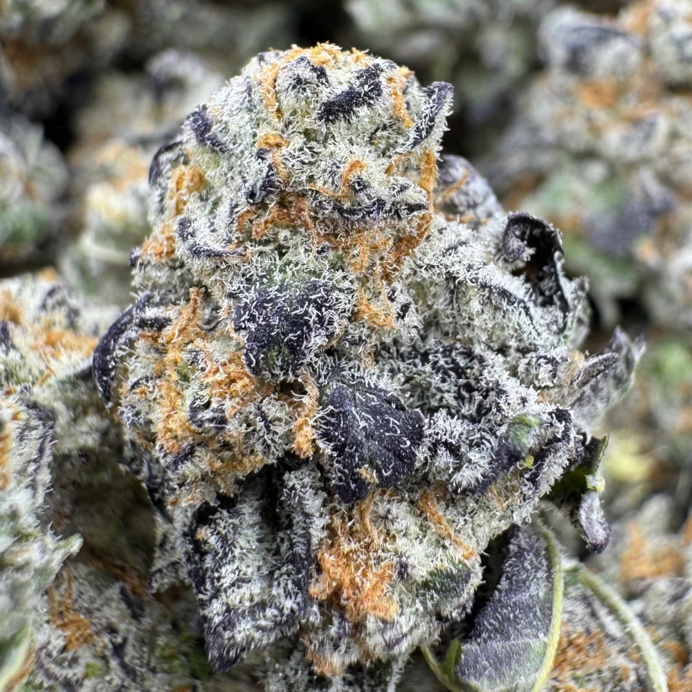 Candy Latte F2 Popcorn Macro Candy Latte F2 Popcorn Macro