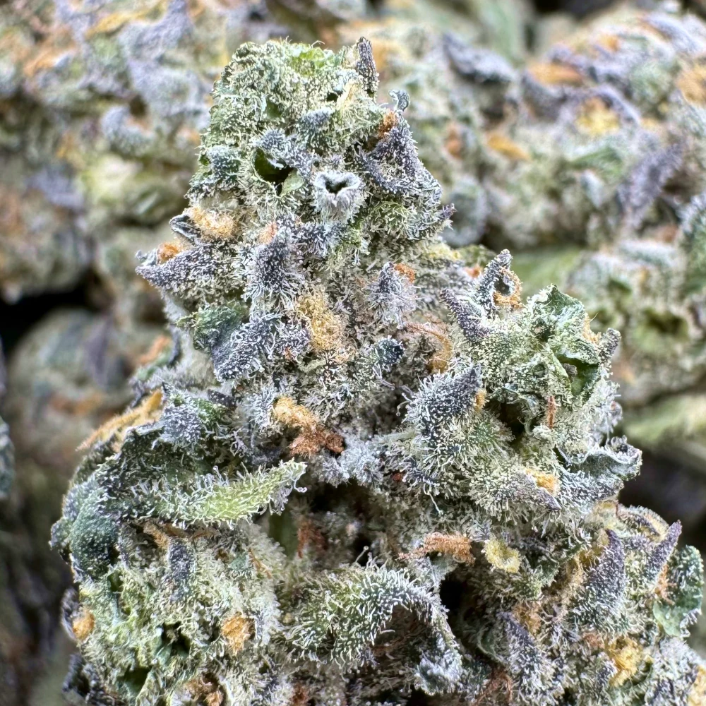 Apple Fritter Macro Apple Fritter Macro