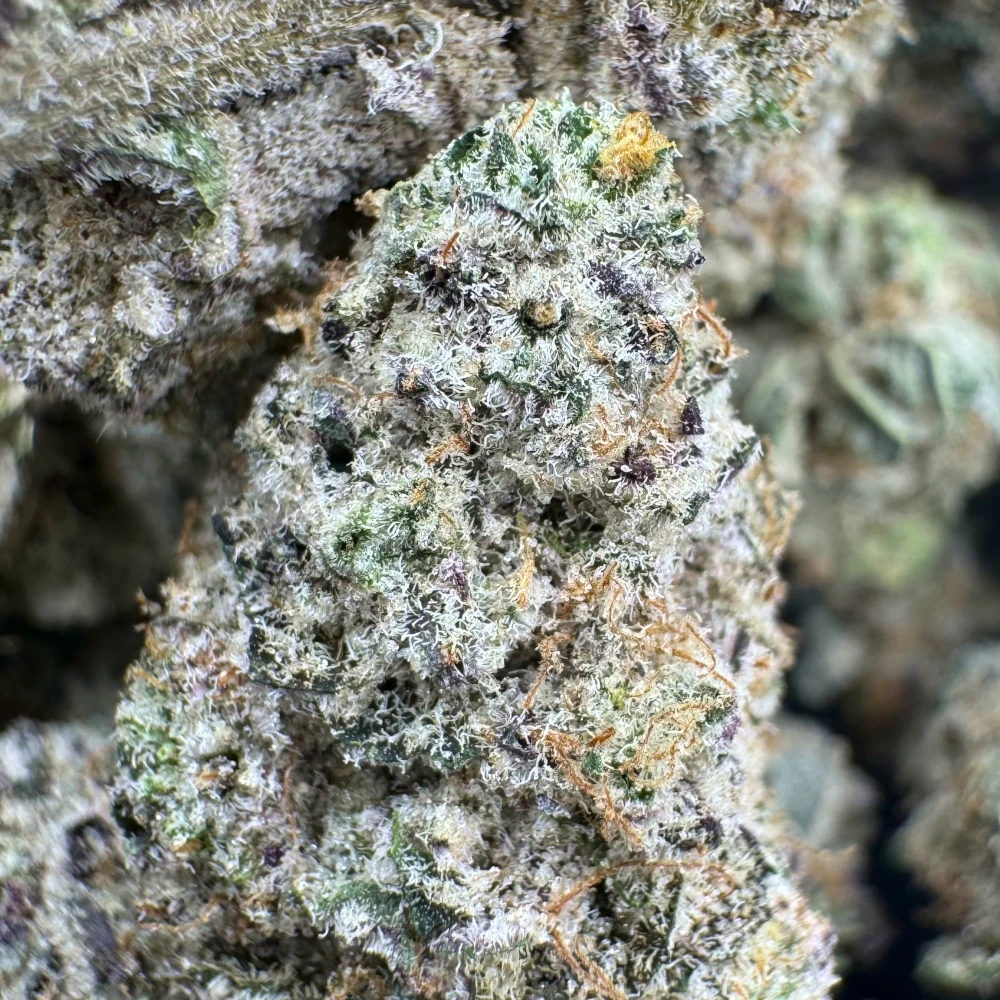 BC Blueberry MedLrg Macro BC Blueberry MedLrg Macro