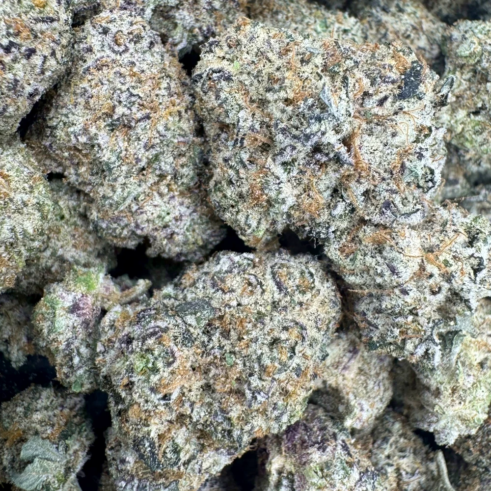 BC Blueberry MedLrg BC Blueberry MedLrg