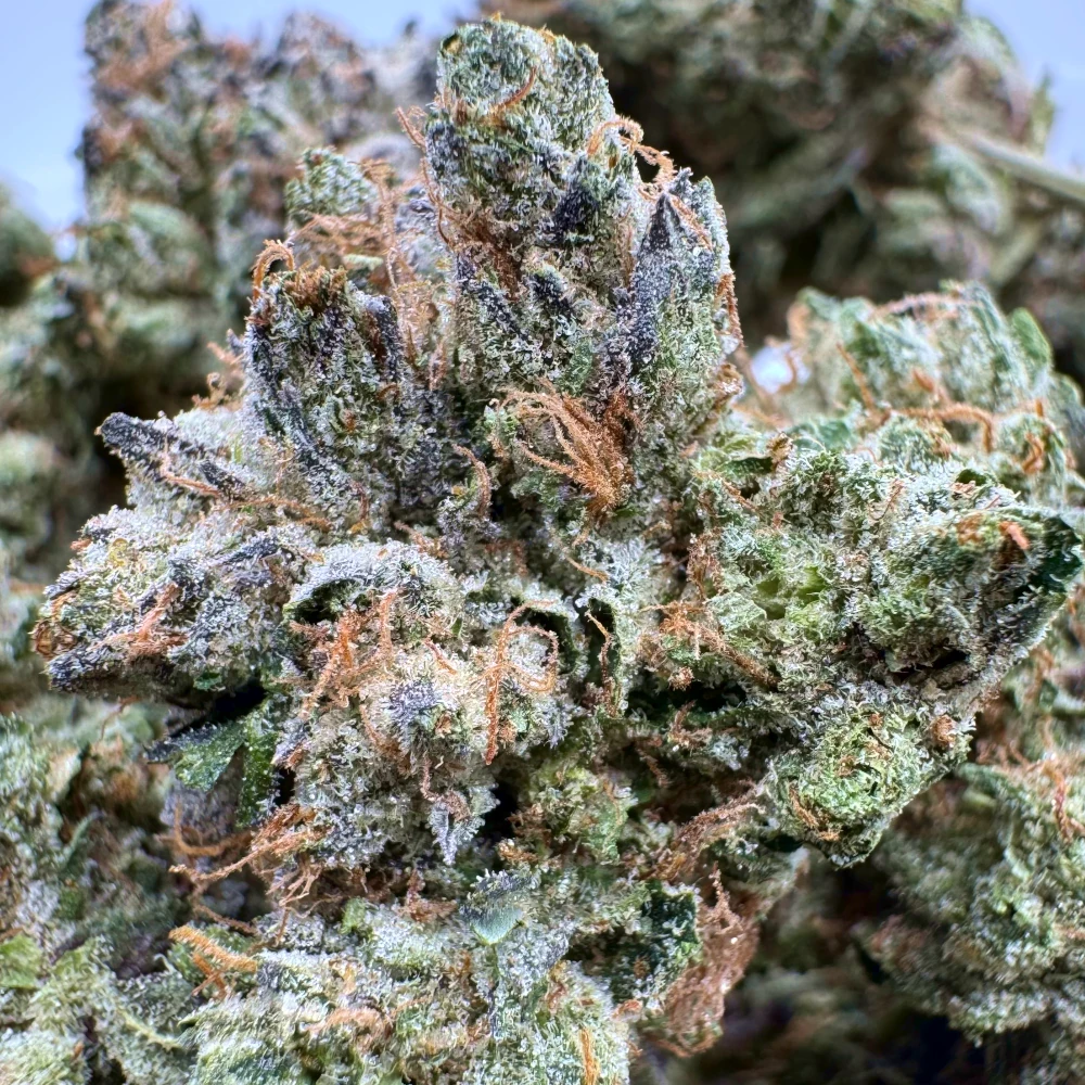 Blue Fin Tuna Macro Blue Fin Tuna Macro