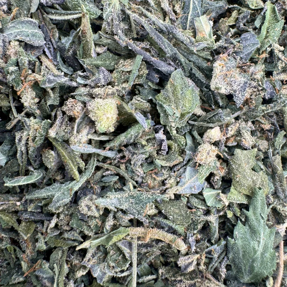 Great White Shark Shake Great White Shark Shake