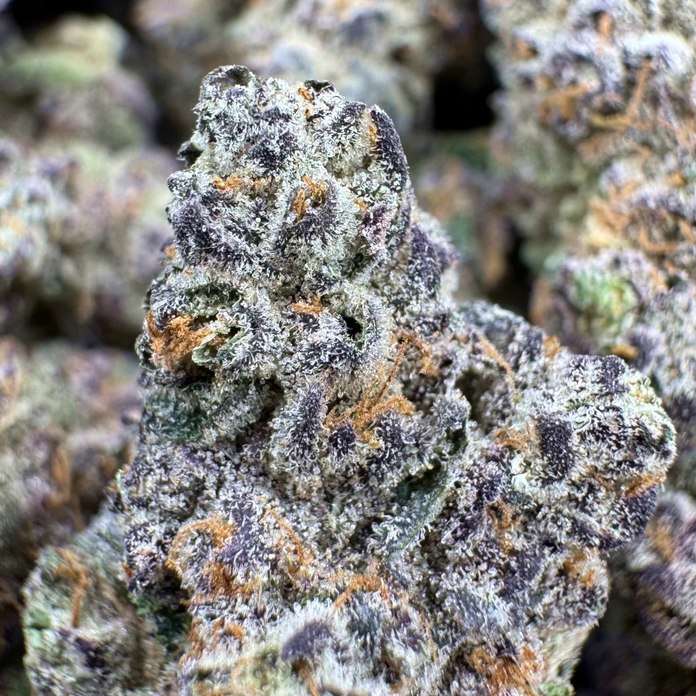 Violet Fog Macro Violet Fog Macro