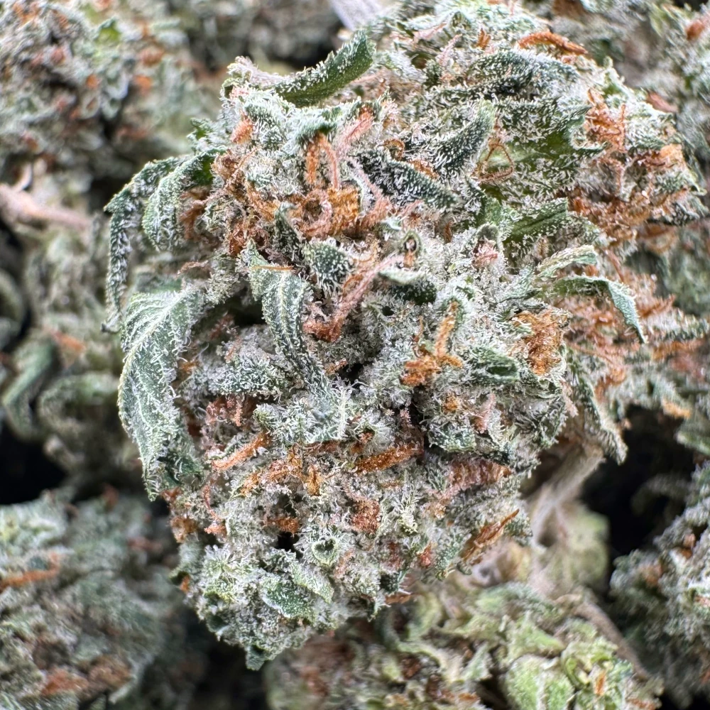 BC Kush Macro BC Kush Macro