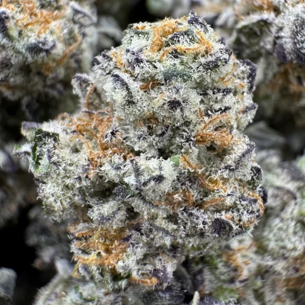 Candy Latte Popcorn F2 Macro