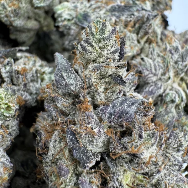 Afghani Goo Macro Afghani Goo Macro