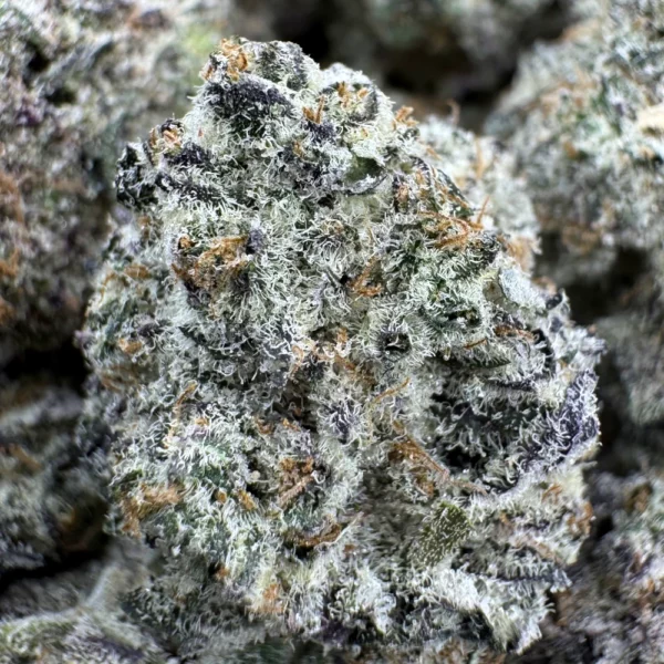 BC Blueberry Macro