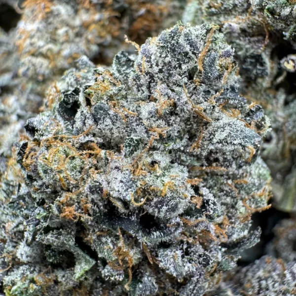 East Van Rockstar Macro