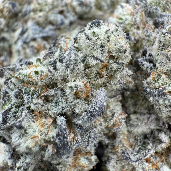 Truffle Treats Macro Truffle Treats Macro