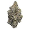 Black Truffle