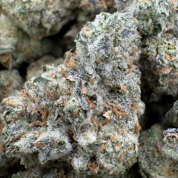 Sangria Funk Mediums Macro