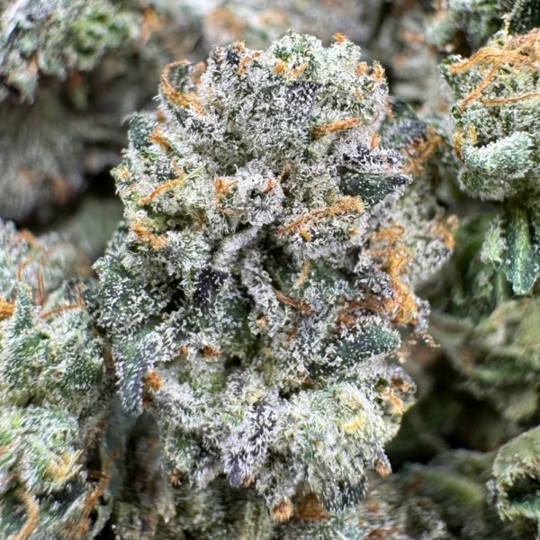 Pink Tuna Popcorn Macro
