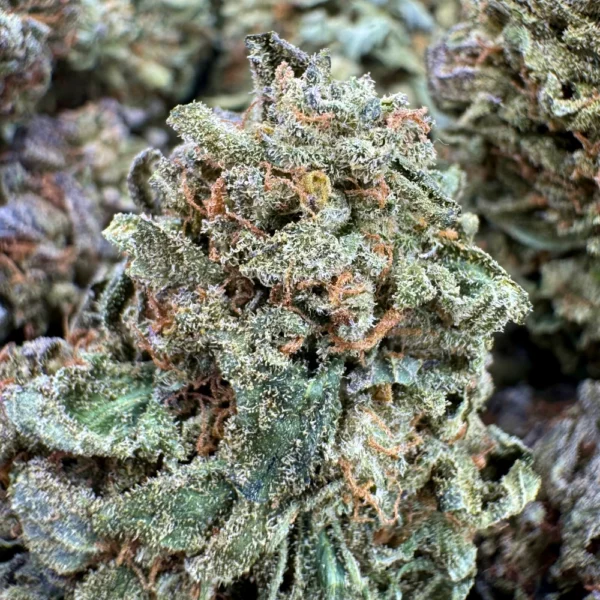 Lilac Diesel Macro