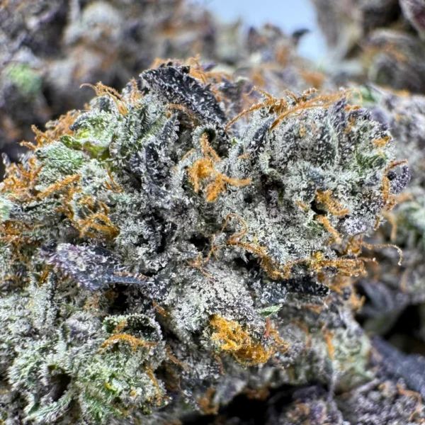 LSO East Van Rockstar Macro