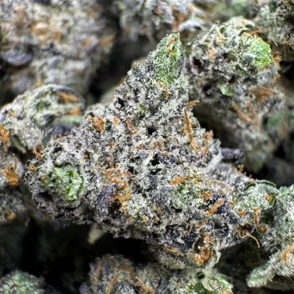 LSO Pink Godfather Popcorn Macro