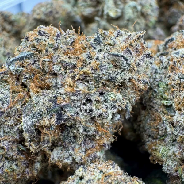 BC Blueberry Macro