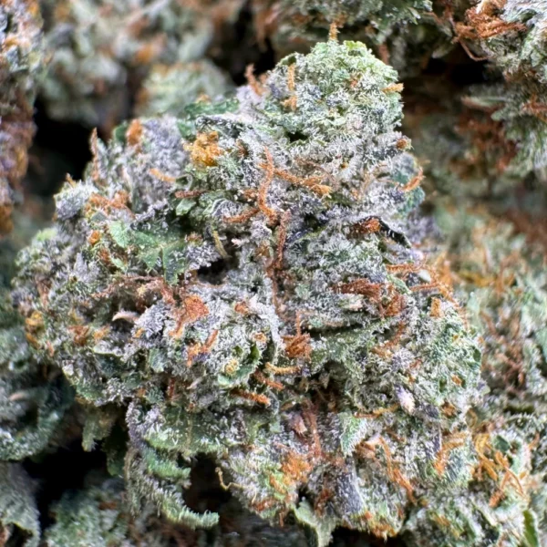 Pink Rockstar Mediums Macro